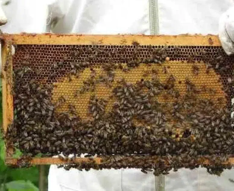 Bal alırken dikkat! Artık hiçbir şey eskisi gibi olmayacak: Yeni tebliğ yayınlandı