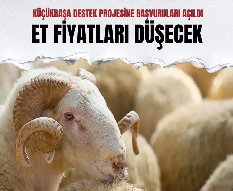 Tarım ve Orman Bakanlığı’ndan üreticilere küçükbaş destek programı
