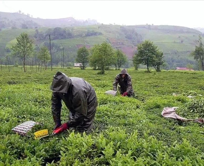 Tarım Bakanlığı rakamı açıkladı! Yaş çay bedelinde büyük artış
