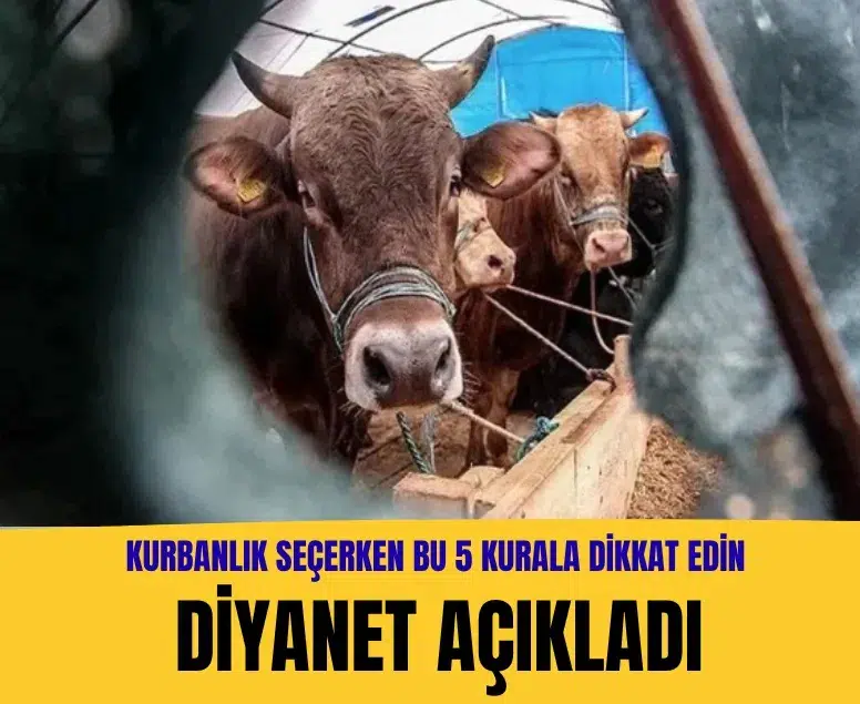 Diyanet açıkladı: Kurbanlık seçerken bu 5 kurala dikkat edin