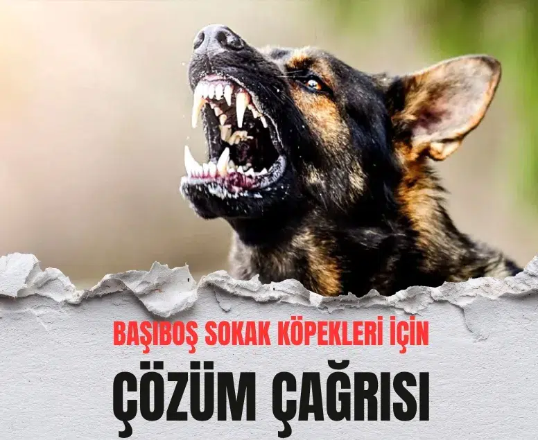 Van’daki acı olay sokak köpeği tartışmasını yeniden alevlendirdi