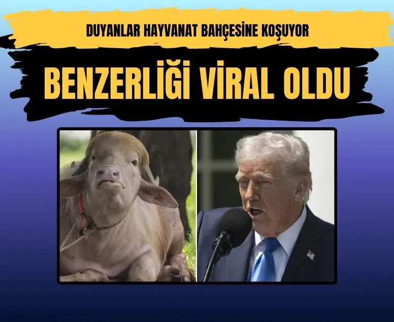Bangladeş'te Donald Trump'a benzetilen albino bufalo sosyal medyada viral oldu