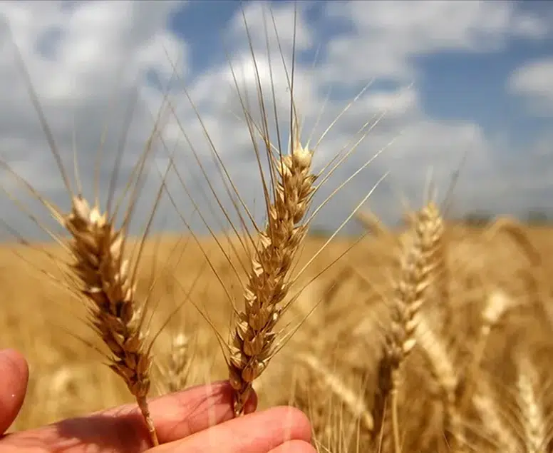 Çiftçiye müjde: Buğday ve arpada yeni fiyatlar netleşti