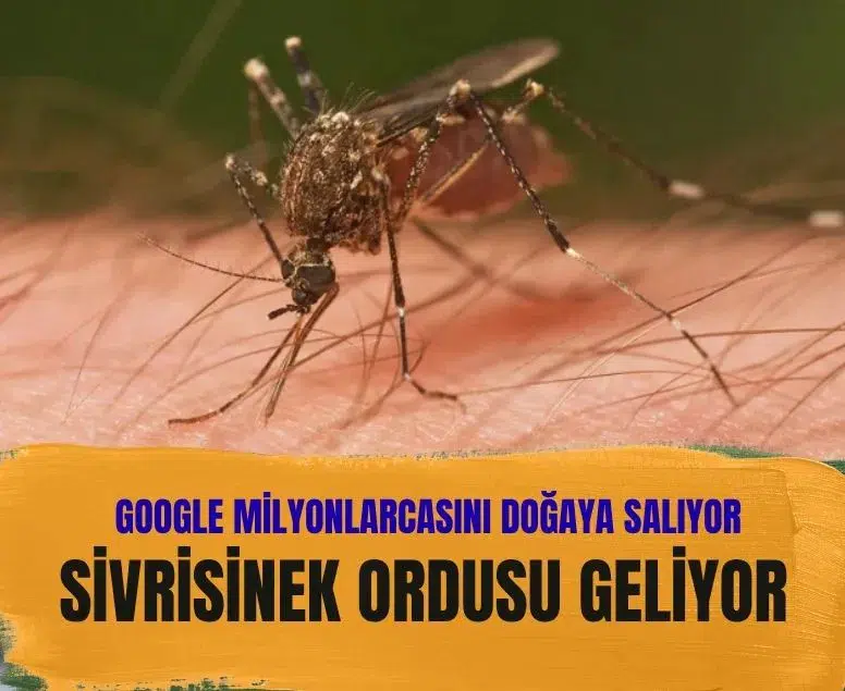 Google laboratuvarda üretilen 32 milyon sivrisineği doğaya salmaya hazırlanıyor