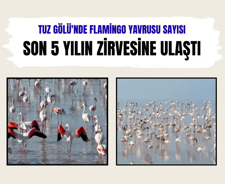 Tuz Gölü'nde flamingo yavrusu sayısı son 5 yılın zirvesine ulaştı