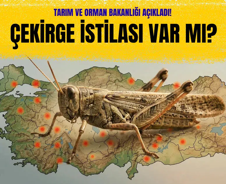 Tarım ve Orman Bakanlığı açıkladı! Türkiye'de çekirge istilası var mı?
