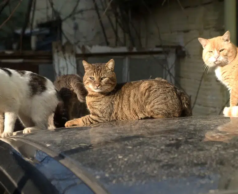 Küçük kız dört ay sonra fenalaştı! Kuduz vakası Diyarbakır'ı sarstı