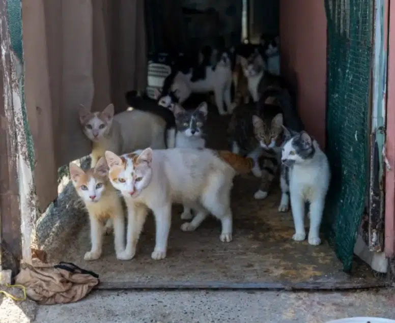 Çöp ev ihbarına giden ekipler hayatının şokunu yaşadı: Evden tam 100 kedi çıktı