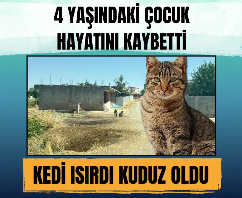 Diyarbakır'da sokak kedisinin ısırdığı 4 yaşındaki N.K. kuduz nedeniyle yaşamını yitirdi