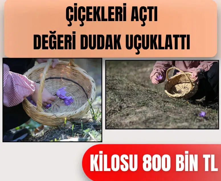 Kütahya ve Safranbolu'da safran hasadı başladı: Kilosu 800 bin TL