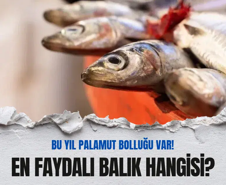 Balık sezonunda öne çıkan omega-3 deposu 7 tür