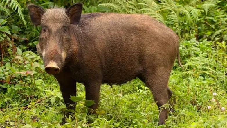 Afşin’de domuz kabusu bitiyor: Sürek avı sonuç verdi!
