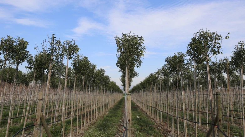 81 Yıllık fidanlık 2025’te sınırları zorladı: İşte rekorun ardındaki sır!