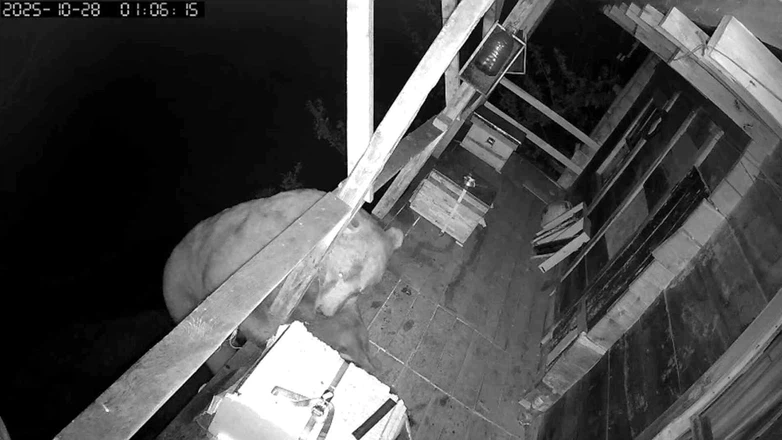 Trabzon’da balkona tırmanan ayının bal baskını kamerada!