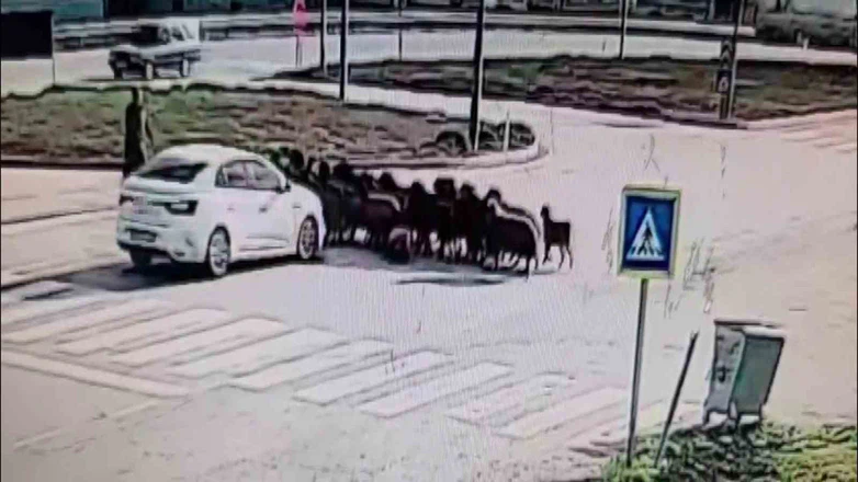 Yolun ortasında acı manzara... Sürüye otomobil daldı, rızkı yolda kaldı!