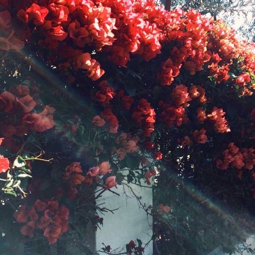 Selin Sezgin fotoğrafları 201