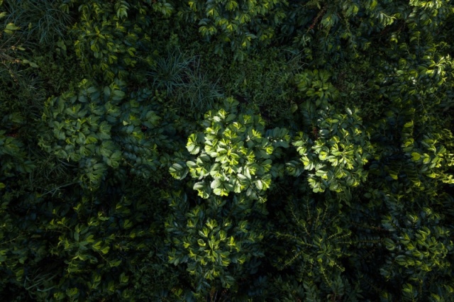 Kolombiya'da "Kahve Ekseni" 19