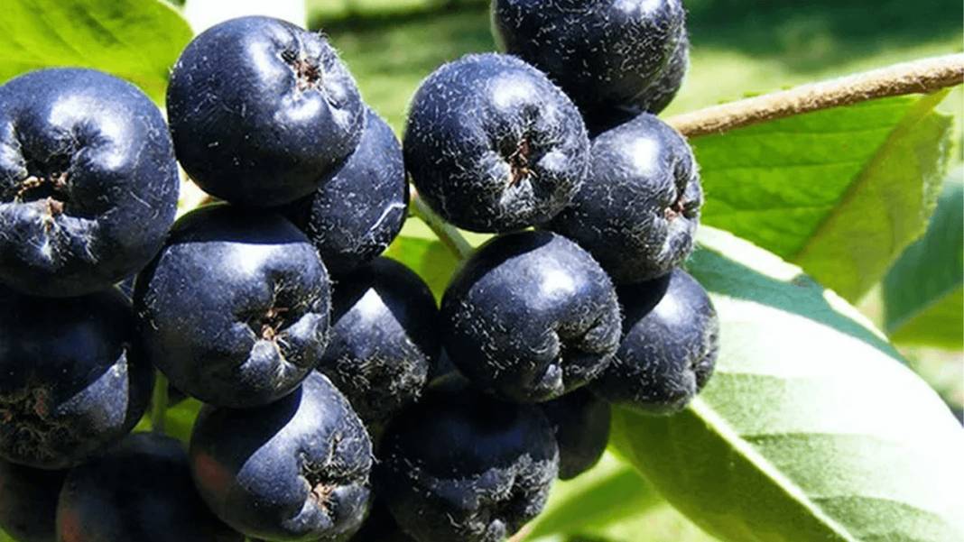 Aronya meyvesi nedir, tarihi ve faydaları nelerdir? 1