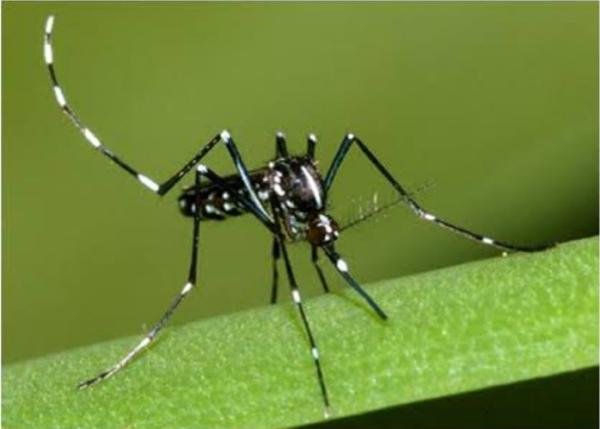 Mezarlıklar onlarla dolu! Isırdıkları yer yara oluyor