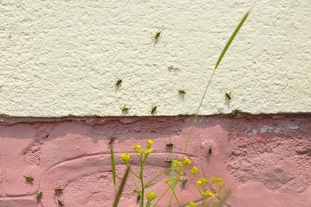 Çekirgeler köyü istila etti: Mücadele sonuç vermedi