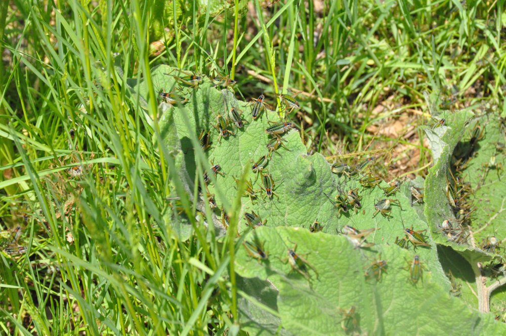 Çekirgeler köyü istila etti: Mücadele sonuç vermedi
