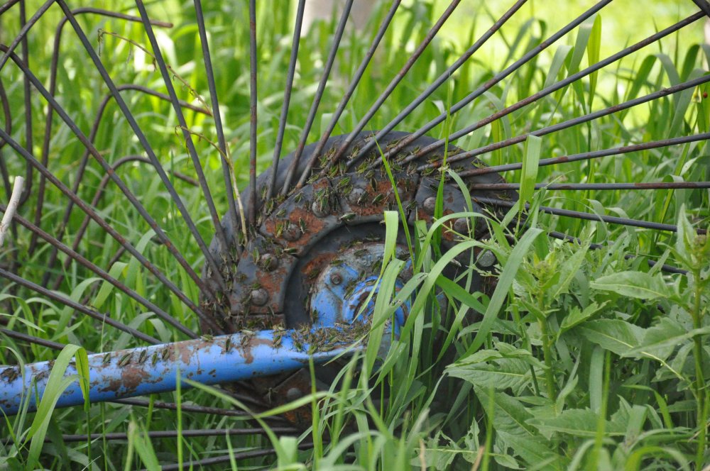 Çekirgeler köyü istila etti: Mücadele sonuç vermedi