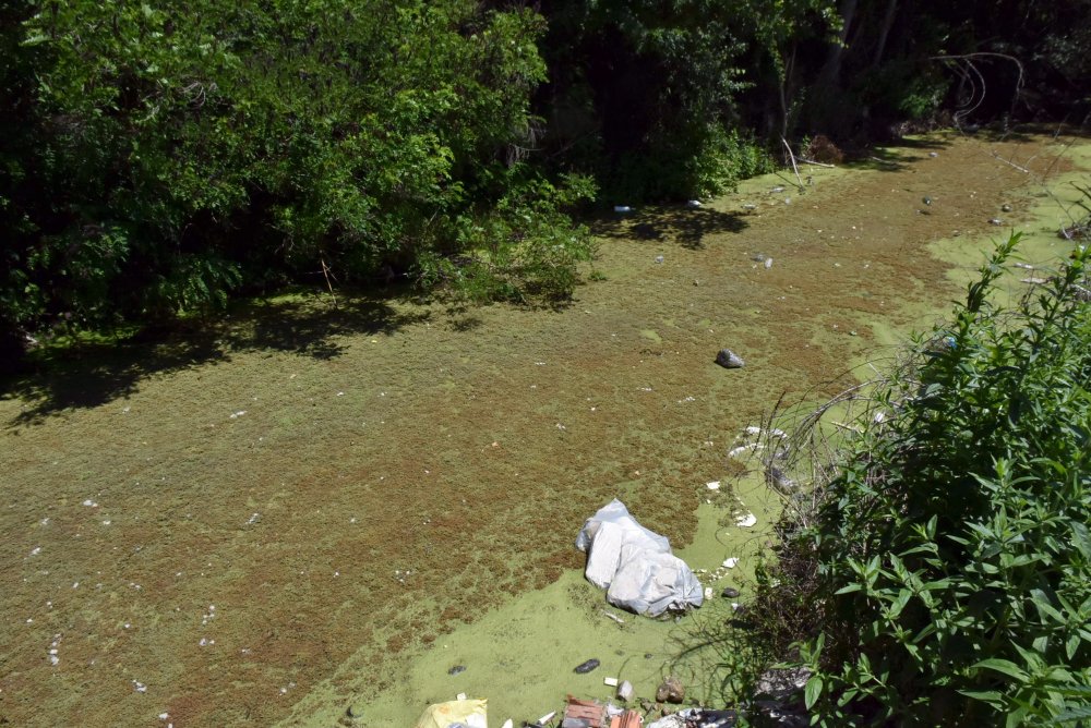 Bayır Deresi, yeşile büründü: Vatandaşlar isyan etti