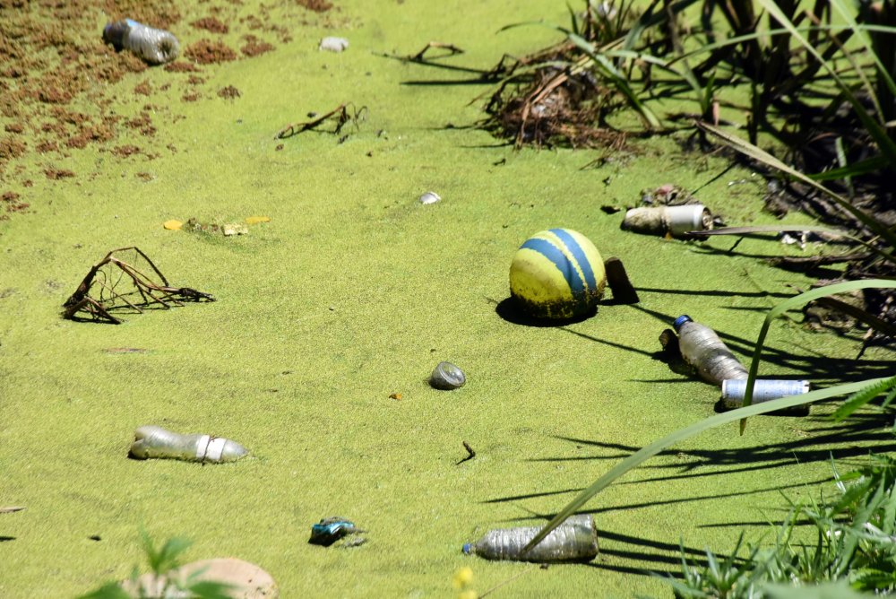 Bayır Deresi, yeşile büründü: Vatandaşlar isyan etti