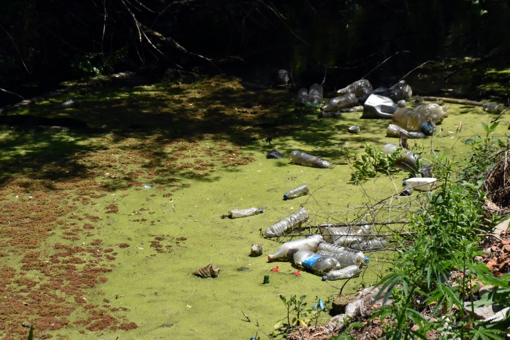 Bayır Deresi, yeşile büründü: Vatandaşlar isyan etti