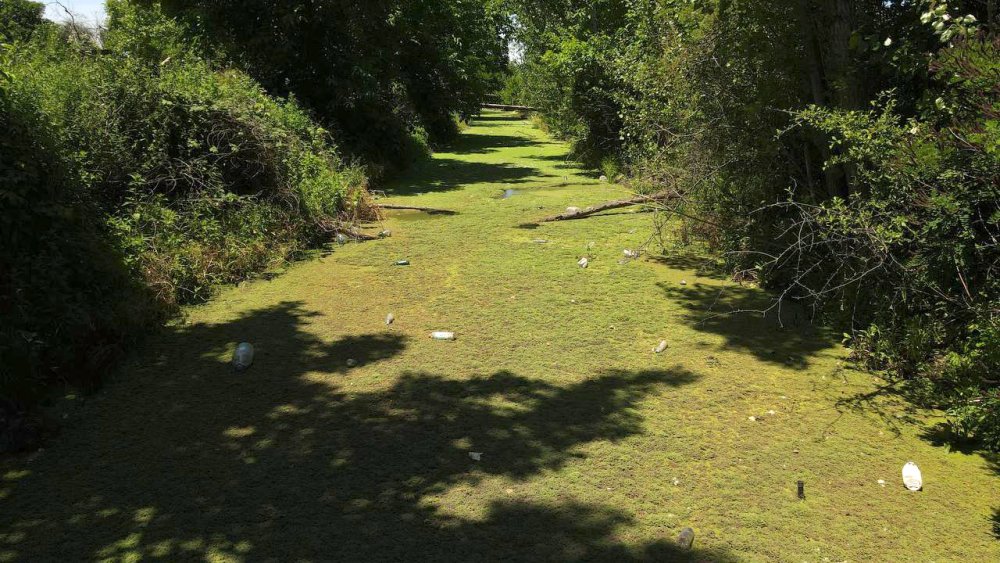 Bayır Deresi, yeşile büründü: Vatandaşlar isyan etti