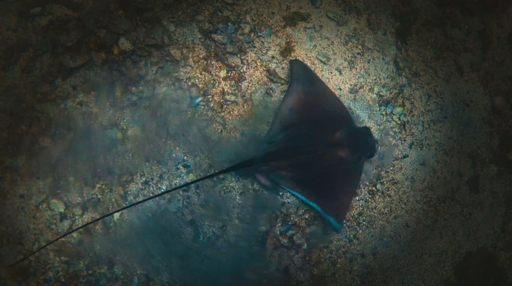 Balıklara 'kırmızı liste' koruması: Zararların önüne geçilecek