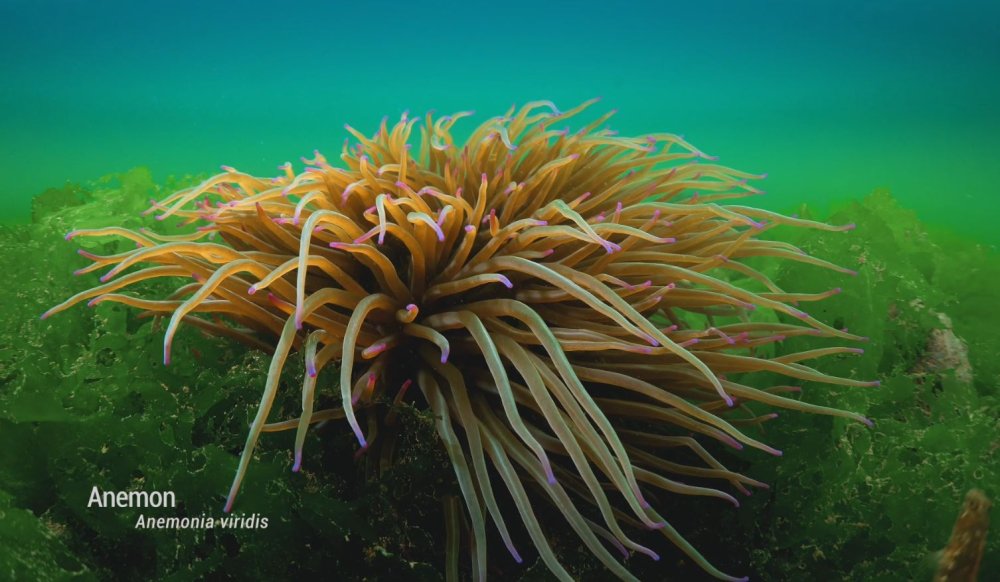 Balıklara 'kırmızı liste' koruması: Zararların önüne geçilecek