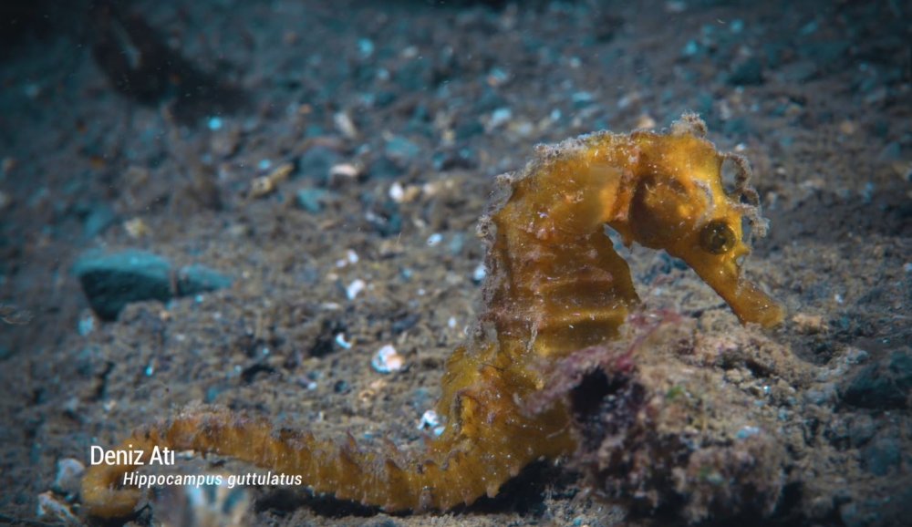 Balıklara 'kırmızı liste' koruması: Zararların önüne geçilecek