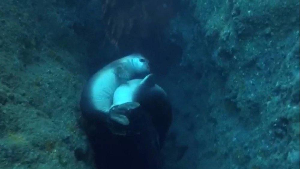 Fok yuvasına tekne turu tehdidi