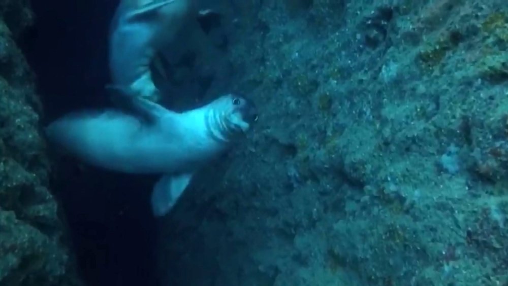 Fok yuvasına tekne turu tehdidi