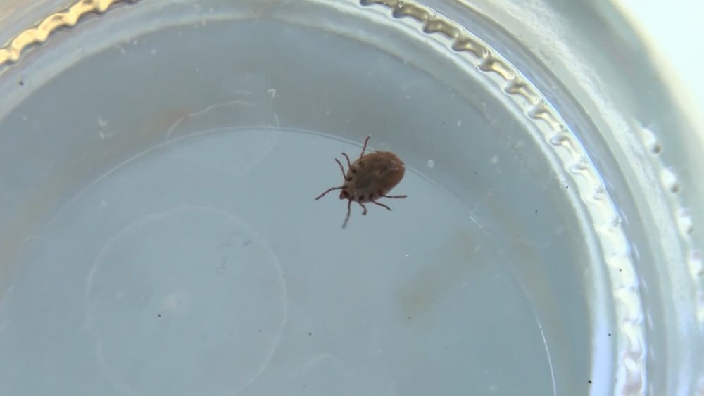 Kene tedavisinde umut ışığı