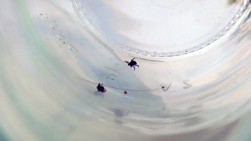 Kene tedavisinde umut ışığı