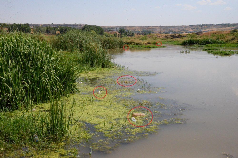 Dicle Nehri için alarm: Canlıları tehdit ediyor