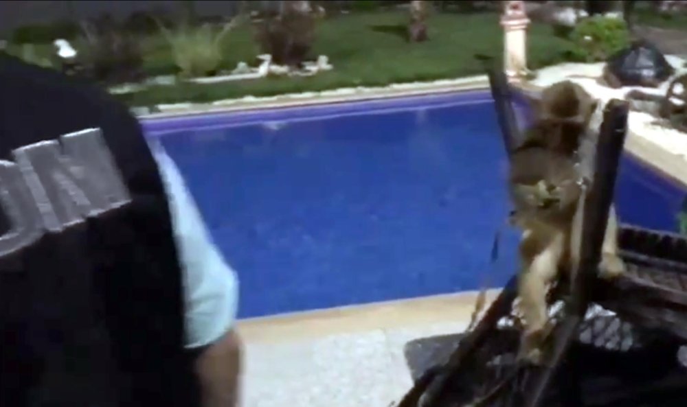 Baskın yapılan villada çıkanlar 'yok artık' dedirtti: Aslan, piton...