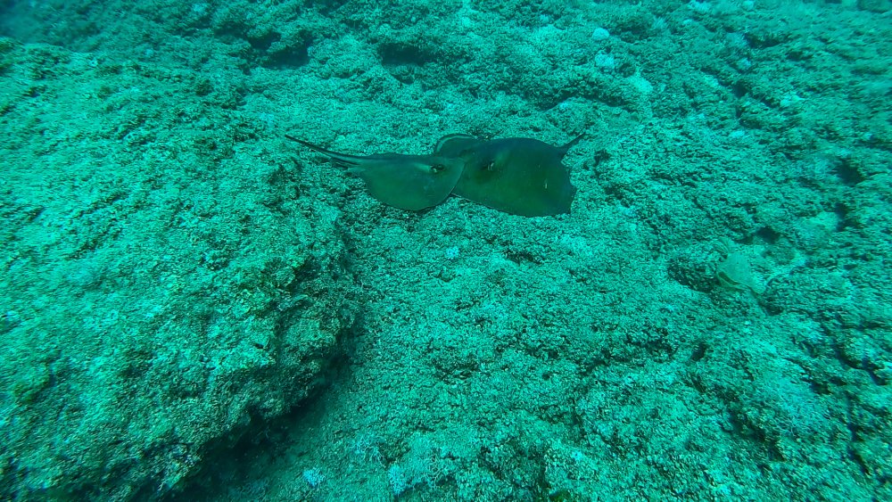 Antalya'da görüldü: Nesli günden güne azalıyor