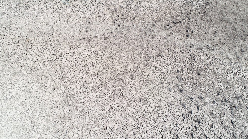 Binlerce kuşun yaşam alanı tehlikede: Göçe başlamadan telef olabilirler