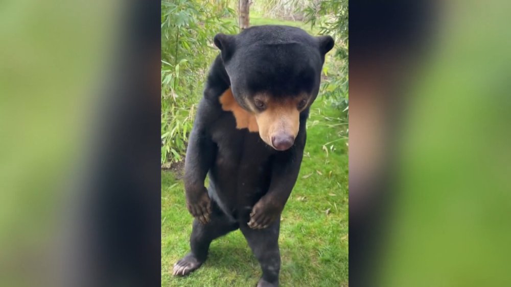 Bir ülke daha ‘insan ayı’ tartışmalarına katıldı: Gerçek mi kostüm mü?