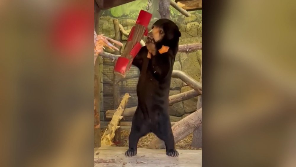 Bir ülke daha ‘insan ayı’ tartışmalarına katıldı: Gerçek mi kostüm mü?