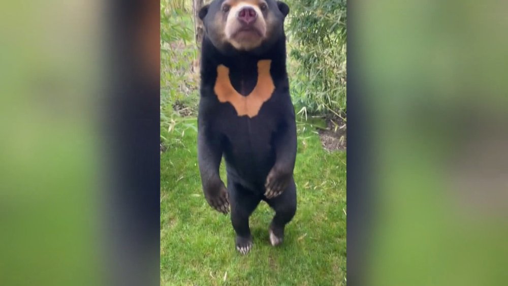 Bir ülke daha ‘insan ayı’ tartışmalarına katıldı: Gerçek mi kostüm mü?