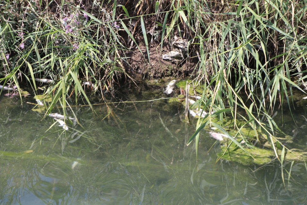 325 ton alabalık öldü: Çıkan raporda ölüm nedeni belirlendi