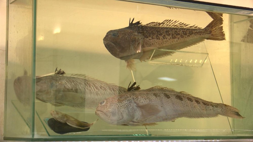 Denize girenler dikkat! Plajlarda 'trakonya' tehlikesi