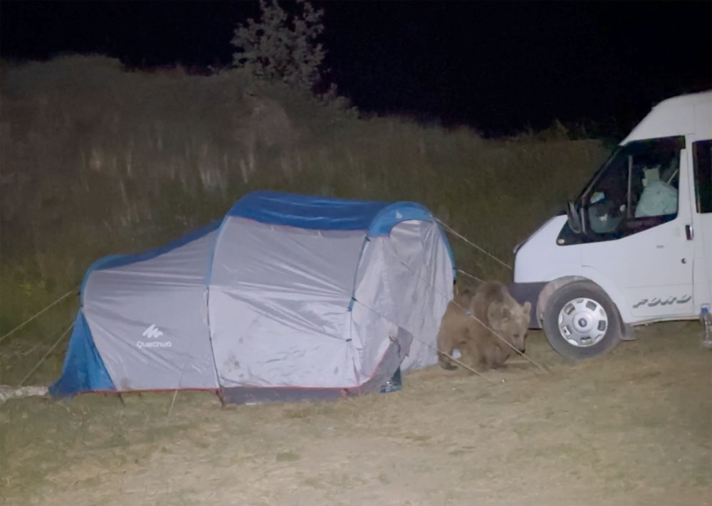 Kampçılara büyük şok! Ayılar, çadırı parçaladı