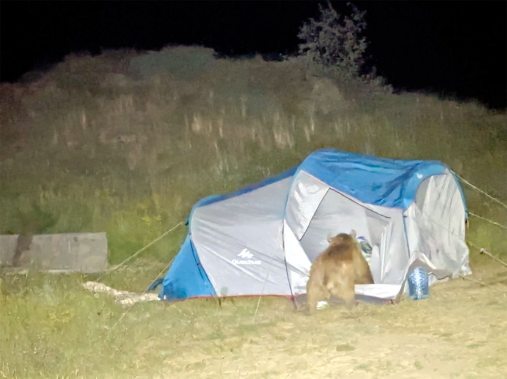 Kampçılara büyük şok! Ayılar, çadırı parçaladı