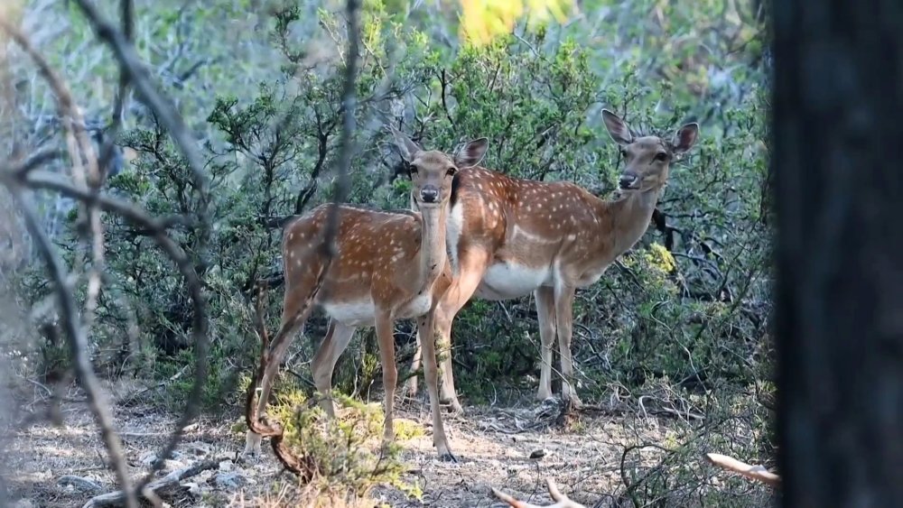 Alageyikte 'tüm zamanların en yüksek yavru sayısı'na ulaşıldı