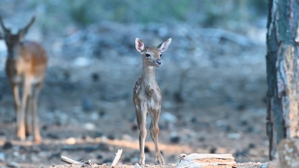 Alageyikte 'tüm zamanların en yüksek yavru sayısı'na ulaşıldı